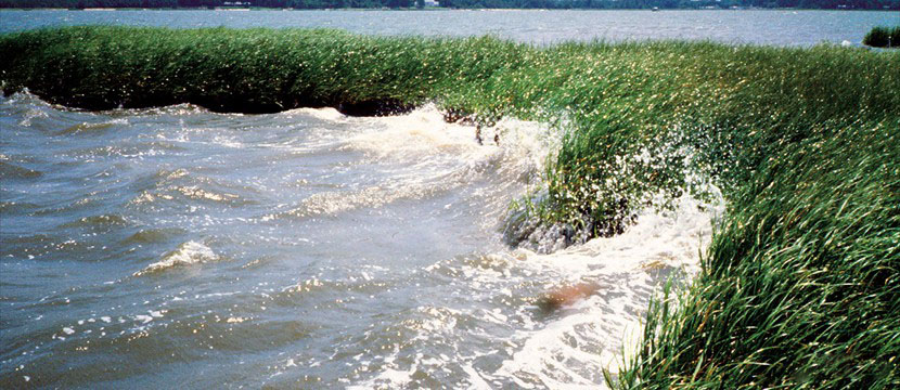 wetlands2_NOAA
