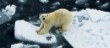 shink of ice artic